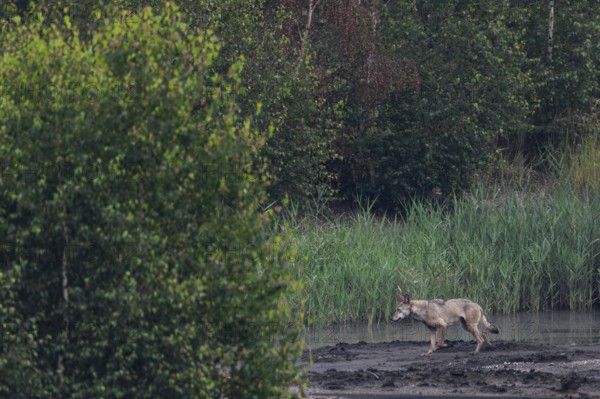 Unfortunately, the wolf (Canis lupus) does not approach, but keeps its distance to run past me in parallel, brown coal, open-cast mining, Germany