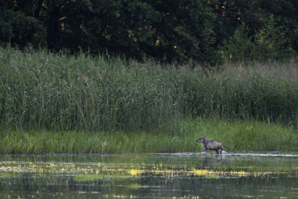 While a yearling wolf carries the remains of the red deer calf (Cervus elaphus) to the pups, an adult wolf (Canis lupus) follows at a suitable distance, prey, hunting success, Germany