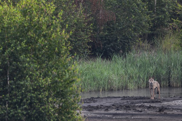 Suddenly a very large, long-legged male wolf (Canis lupus) appears in front of me, brown coal, open-cast mining, Germany