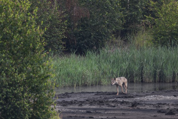 After the second male wolf (Canis lupus) and two of this year's pups have almost caught up, he continues on his way, brown coal, open-cast mining, Germany