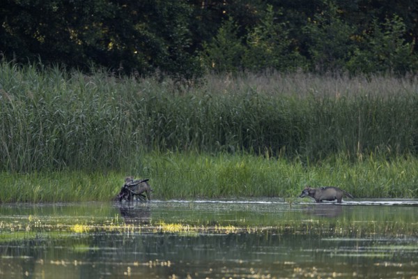 Two wolves (Canis lupus) have successfully hunted and captured a red deer calf (Cervus elaphus), a few minutes later a large part of the prey is eaten, the prey remains are brought to the pups, prey, hunting success, Germany
