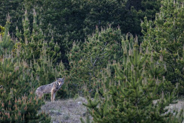 In front of the wolf (Canis lupus) lies the faded skull of a fallow deer (Dama dama) and I suspect that it could provide more information about its origin and history, excitement, Denmark