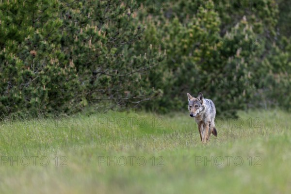 Shortly in front of, the female Grey wolf (Canis lupus) had run out of the pine thicket into the clearing, disappeared behind a heather hill and then moved directly in my direction / Canis lupus