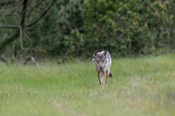 The wolves (Canis lupus) I observed almost always made a very attentive impression, I have rarely seen them so relaxed, rearing their young, Denmark