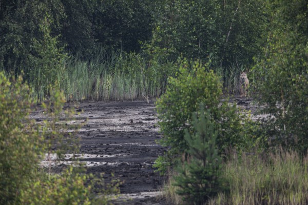 Almost unnoticed, the male wolf (Canis lupus) has stopped and is watching me again from good cover, brown coal, open-cast mine, Germany