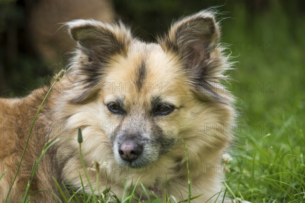 Dog, mixed breed lying in grass, portrait