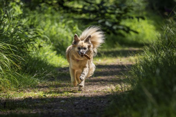 Dog, mixed breed, runs