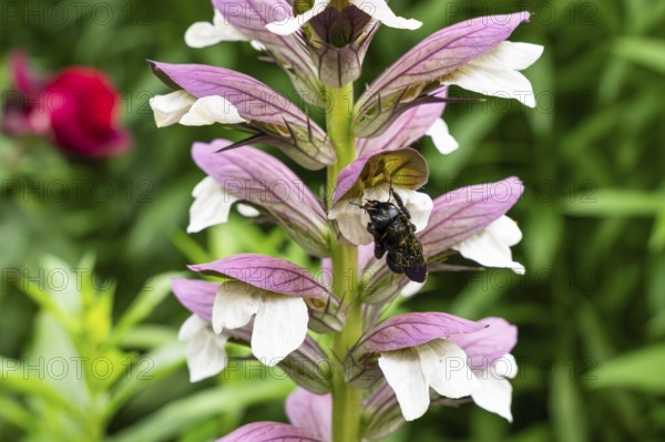 Wood bee (Xylocopa) on a flower of Acanthus spinosus (Acanthus spinosus) . Baden-Württemberg, Germany