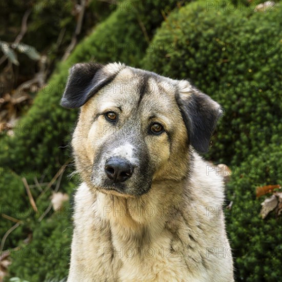 Kangal Mix, male, portrait