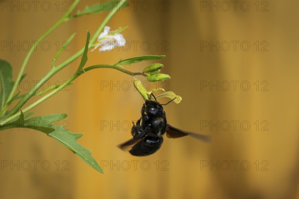 Wood bee (Xylocopa) on a rocket flower. Baden-Württemberg, Germany