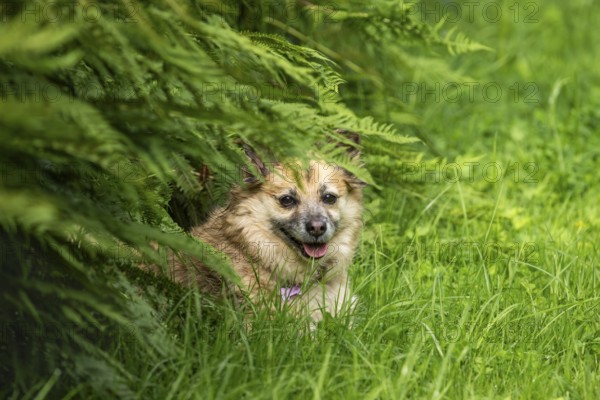Dog, mixed breed, lying in the grass