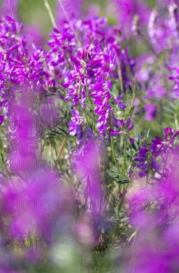 Alpine sweet clover (Hedysarum alpinum) also known as Eskima potato or bear's root, purple flowers, Alaska, USA