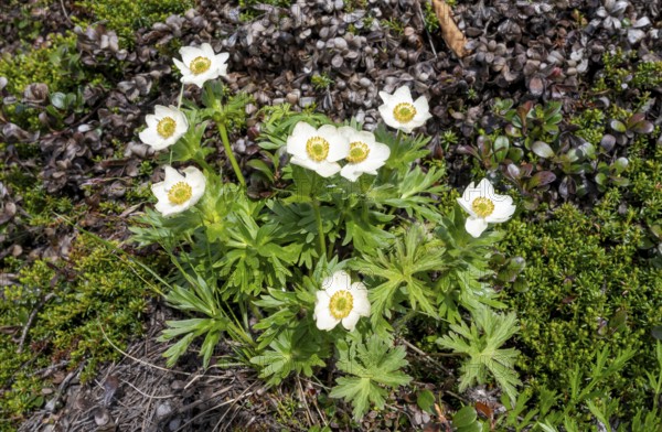 Narcissus anemone (Anemone narcissiflora), white flower, Alaska, USA