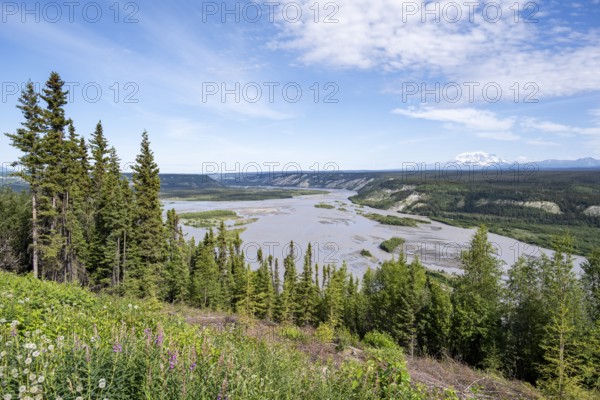 Copper River and Taiga landscape with forest, high mountain peaks in the back, Wrangell Mountains, Alaska, USA