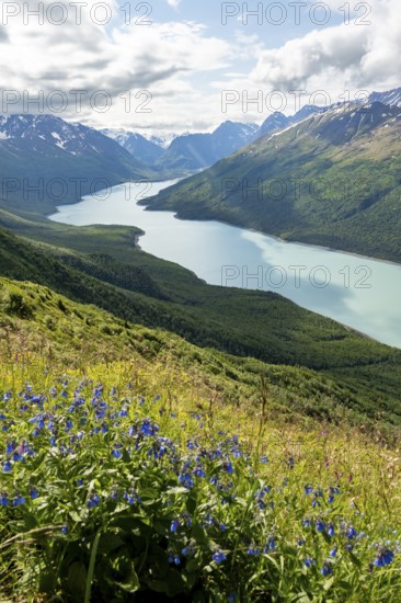 View of blue lake and mountains on Twin Peaks Trail, with flower meadow, Eklutna Lake, Chugach Mountains, Chugach State Park, Alaska, USA