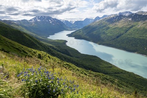 View of blue lake and mountains on Twin Peaks Trail, with flower meadow, Eklutna Lake, Chugach Mountains, Chugach State Park, Alaska, USA
