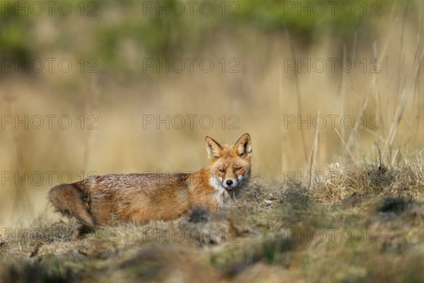 A red fox (Vulpes vulpes) in front of its den, rearing its young, spring, Germany