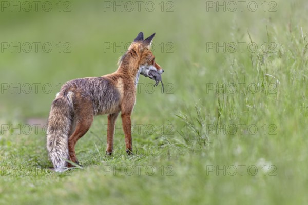 Red fox pheasant (Vulpes vulpes) with captured mouse for the cubs, rearing cubs, early summer, hunting, supply, prey, Slovakia