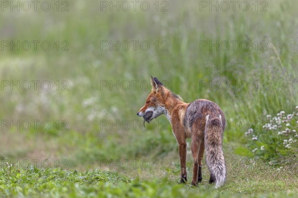 Red fox pheasant (Vulpes vulpes) with captured mouse for the pups, probably will try to capture more mice, rearing young, early summer, hunting, supply, prey, Slovakia