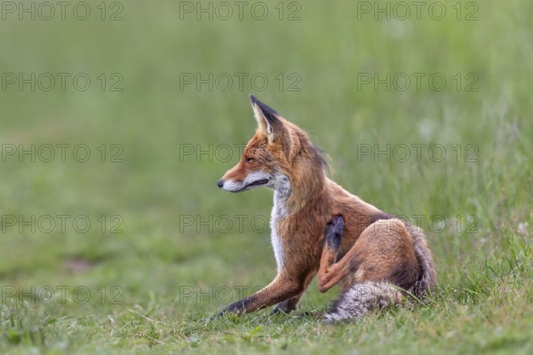 A red fox (Vulpes vulpes) scratching itself, grooming, Slovakia