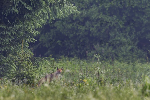 Red fox (Vulpes vulpes) looking for food, Slovakia
