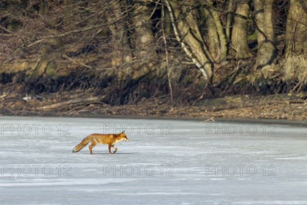 Red fox (Vulpes vulpes) on the ice surface of a frozen pond, winter, cold, snow, ice, Germany