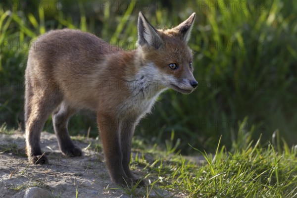 Red fox pup (Vulpes vulpes) in front of the den, rearing cubs, early summer, Germany