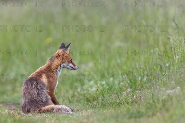 A red fox (Vulpes vulpes) in Slovakia, young rearing, early summer, hunting, care, Slovakia