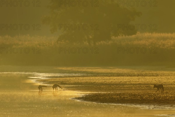 Red fox pheasant (Vulpes vulpes) with her almost adult pups at a pond, rearing young, independence, Germany