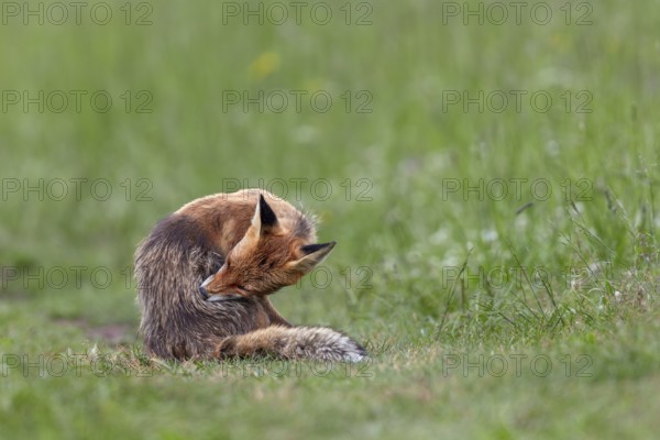 Red fox pheasant (Vulpes vulpes) grooming, Slovakia