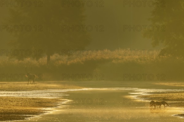 Red fox pheasant (Vulpes vulpes) with this year's pups at a pond, in the background a red deer moves into the reed belt, rearing young, independence, Germany