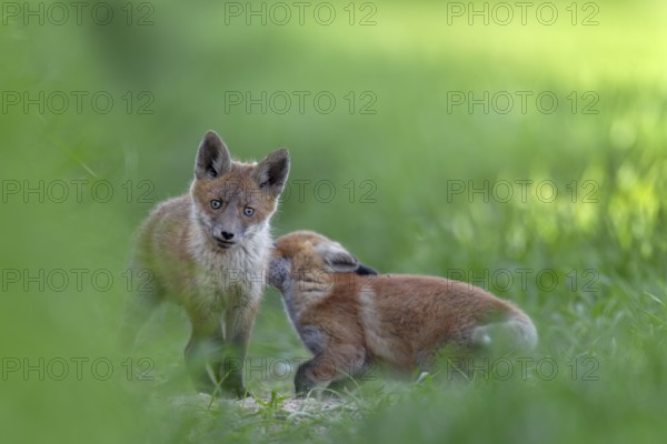 Red fox pups (Vulpes vulpes) playing in front of the den, rearing their young, early summer, Germany