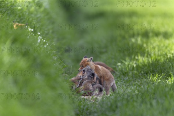 Red fox cubs (Vulpes vulpes) playfully fighting in front of the den, rearing cubs, early summer, Germany