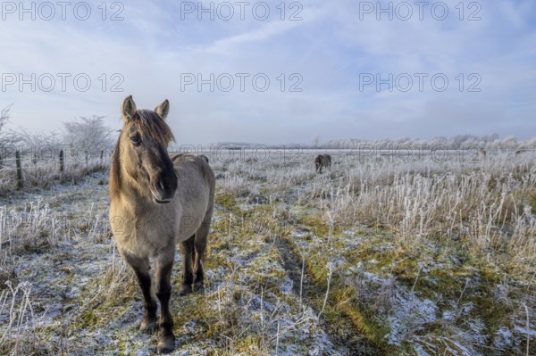 Horse in the foreground on a frosty pasture in diffuse light, Konik, Konik horse, Konik pony (Equus caballus gemelli), winter, landscape conservation in a nature reserve, grazing project, nature conservation, grassland management, Lower Saxony, Germany