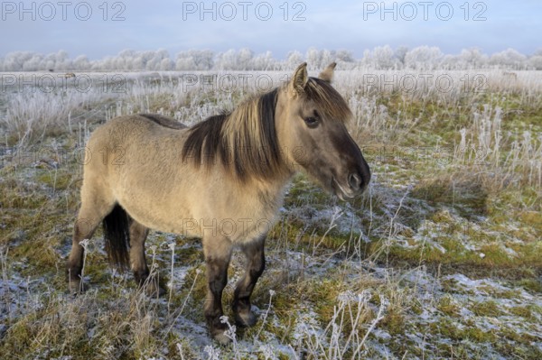 Horse in winter landscape with clear sky and frost-covered plants, Konik, Konik horse, Konik pony (Equus caballus gemelli), winter, landscape conservation in nature reserve, grazing project, nature conservation, grassland conservation, Lower Saxony, Germany