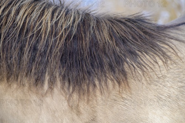 Close-up of a horse's mane in the winter light, Konik, Konik horse, Konik pony (Equus caballus gemelli), winter, landscape conservation in a nature reserve, grazing project, nature conservation, grassland management, Lower Saxony, Germany