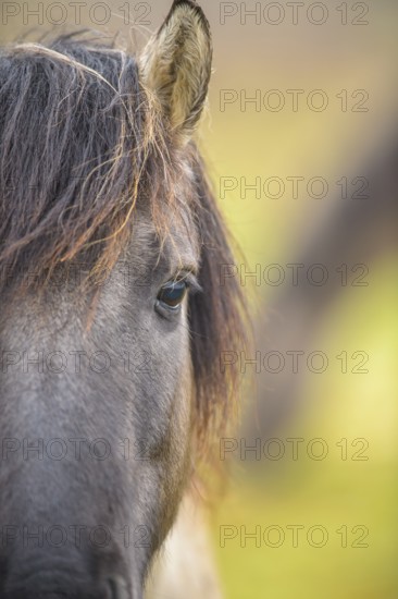 Close-up of a horse's head focussing on the eye and mane, Konik, Konik horse, Konik pony (Equus caballus gemelli), winter, landscape conservation in a nature reserve, grazing project, nature conservation, grassland management, Lower Saxony, Germany