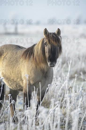 Konik, Konik horse, Konik pony (Equus caballus gemelli), winter with hoarfrost, landscape conservation in a nature reserve, grazing project, nature conservation, grassland conservation, Lower Saxony, Germany