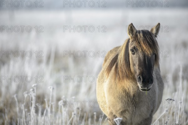 Konik, Konik horse, Konik pony (Equus caballus gemelli), winter with hoarfrost, landscape conservation in a nature reserve, grazing project, nature conservation, grassland conservation, Lower Saxony, Germany