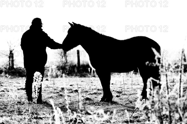 Silhouettes of a human and a horse in a contrasting winter field, Konik, Konik horse, Konik pony (Equus caballus gemelli), winter, landscape conservation in a nature reserve, grazing project, nature conservation, grassland management, Lower Saxony, Germany