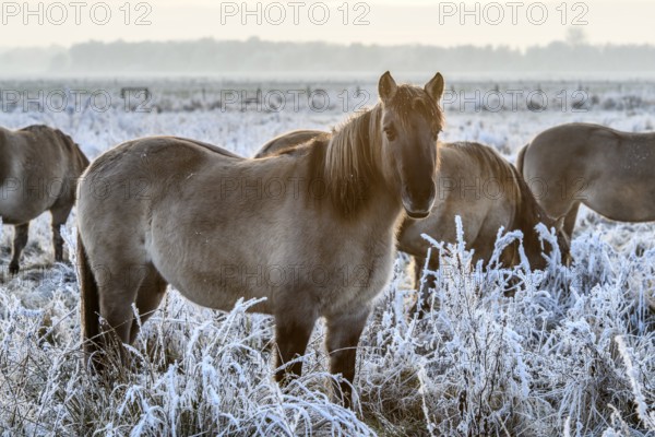 Several horses on a frosty pasture at dawn, Konik, Konik horse, Konik pony (Equus caballus gemelli), winter, landscape conservation in a nature reserve, grazing project, nature conservation, grassland management, Lower Saxony, Germany