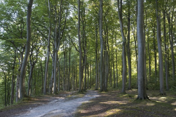 Trail through beech forest, Granitz Nature Reserve, Southeast Rügen Biosphere Reserve, Rügen Island, Mecklenburg-Western Pomerania, Germany
