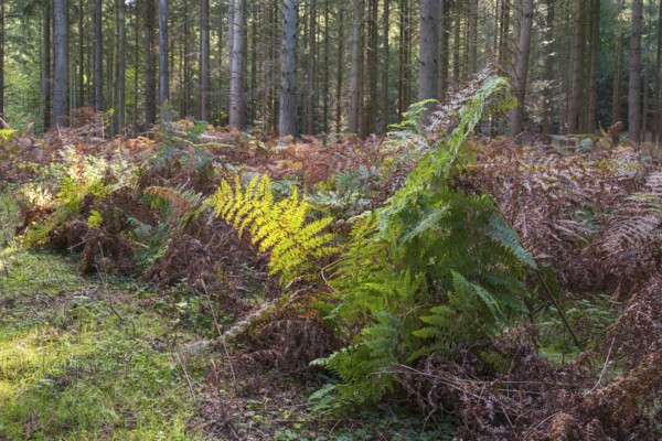 Forest soil with green and brown fern, Granitz Nature Reserve, Southeast Rügen Biosphere Reserve, Rügen Island, Mecklenburg-Western Pomerania, Germany