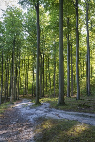 Trail through beech forest, Granitz Nature Reserve, Southeast Rügen Biosphere Reserve, Rügen Island, Mecklenburg-Western Pomerania, Germany
