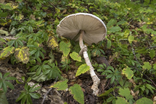 Common giant umbrella on forest floor, bottom, slats, parasol mushroom, Granitz nature reserve, Southeast Rügen biosphere reserve, Rügen island, Mecklenburg-Western Pomerania, Germany