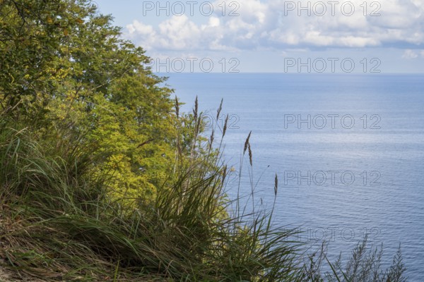 View of the Baltic Sea from steep bank, reed grass and deciduous trees, Granitz Nature Reserve, Southeast Rügen Biosphere Reserve, Rügen Island, Mecklenburg-Western Pomerania, Germany
