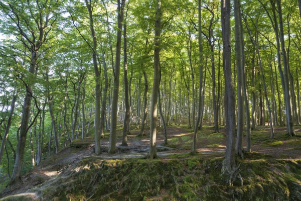 Beech Forest, Granitz Nature Reserve, Southeast Rügen Biosphere Reserve, Rügen Island, Mecklenburg-Western Pomerania, Germany