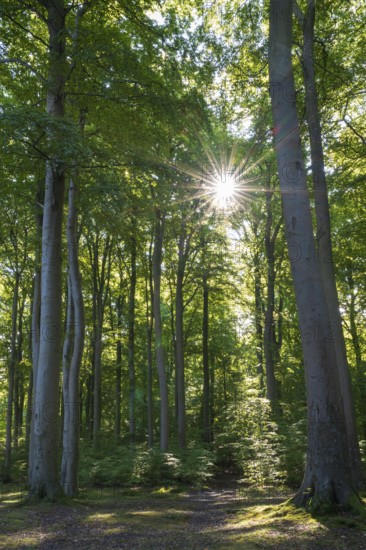 Trail through beech forest, backlight with sun star, Granitz Nature Reserve, Southeast Rügen Biosphere Reserve, Rügen Island, Mecklenburg-Western Pomerania, Germany