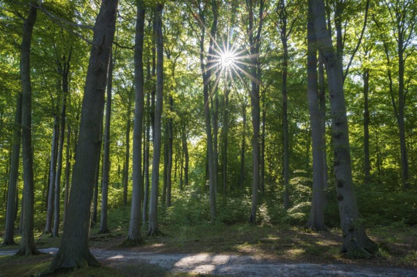 Trail through beech forest, backlight with sun star, Granitz Nature Reserve, Southeast Rügen Biosphere Reserve, Rügen Island, Mecklenburg-Western Pomerania, Germany