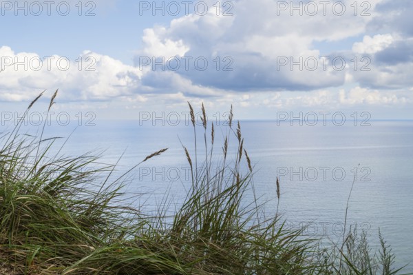 View of the Baltic Sea from steep bank, reed grass in the foreground, Granitz Nature Reserve, Southeast Rügen Biosphere Reserve, Rügen Island, Mecklenburg-Western Pomerania, Germany